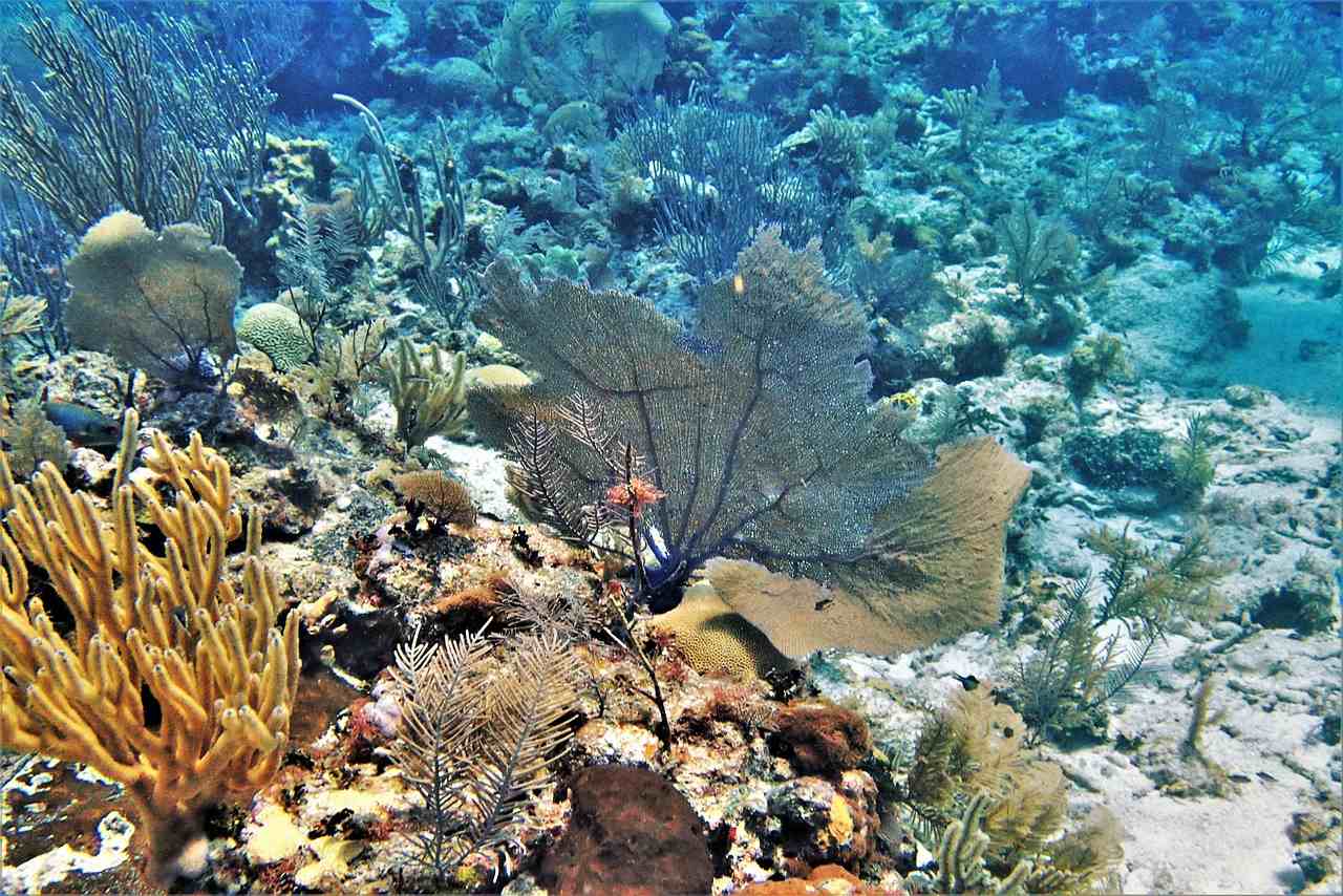 Belize-Top tourist destination to visit in 2019-Glover's Reef