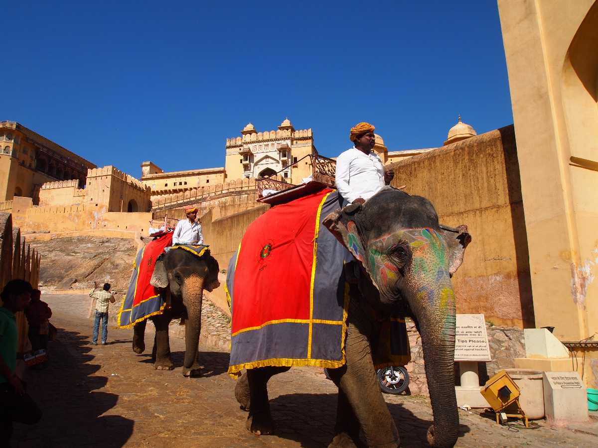 Elephant Safari - Jaipur