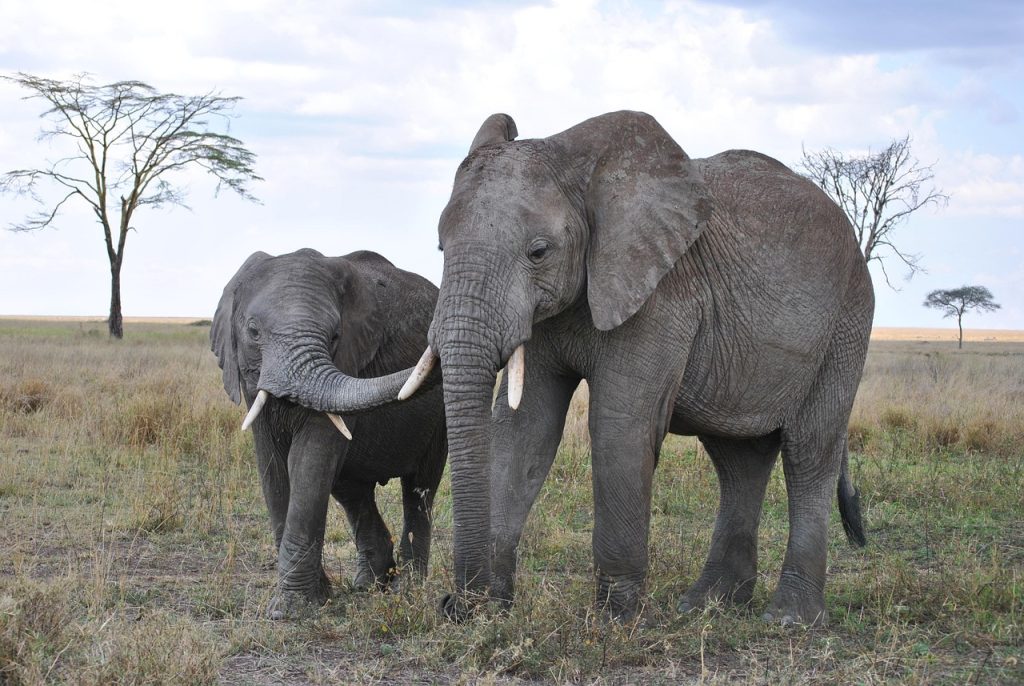African safari
