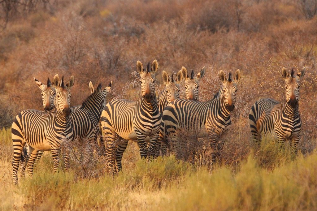African safari
